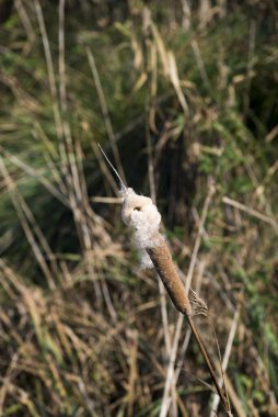 Juncaceae veya kuru sazlıklar sulak arazide