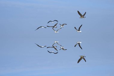 seagull flying under the blue sky on the beach