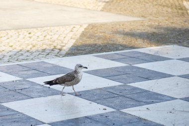 seagull walking along the seafront