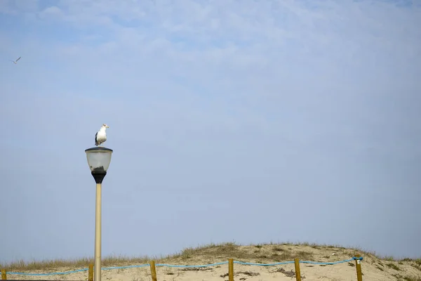 Чайка сидит на фонарном столбе на пляже — стоковое фото