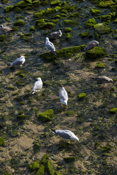 Морські чайки їдять у риболовецькому порту Кудильєро - Астурія. — стокове фото
