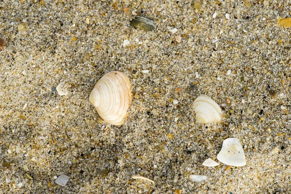 Мушлі на пляжному піску — стокове фото