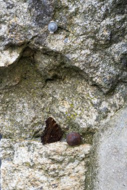copper colored butterfly perched on the wall next to rusty screw