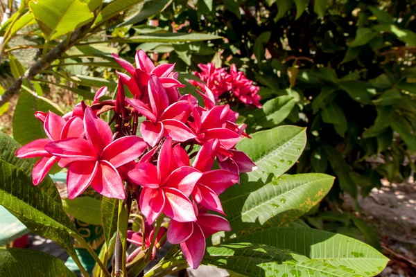 frangipani red color tropical flowers