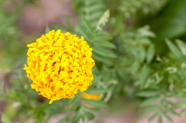 Sarı Marigolds çiçek