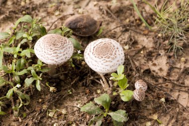 büyüyen zehirler mantar