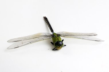 Yusufçuk yeşil ve siyah renk