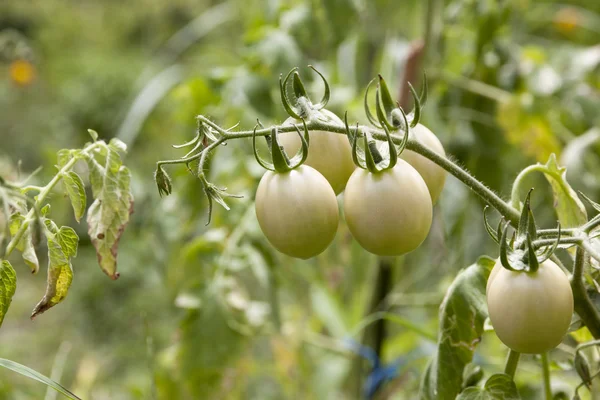Verde crudo molti pomodori — Foto Stock