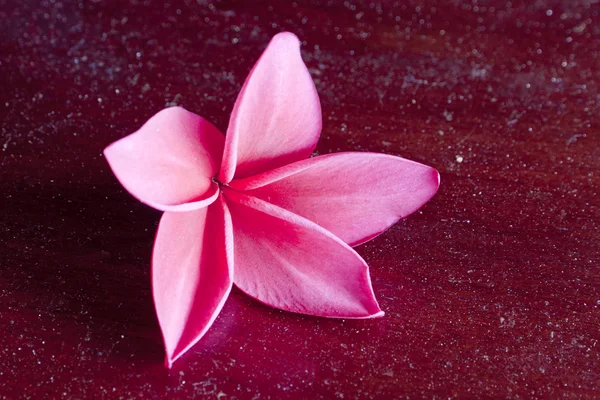 แสงที่สําคัญต่ําของสีแดง frangipani — ภาพถ่ายสต็อก