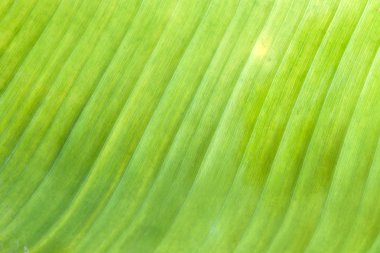 Muz yaprak kadar kapatın