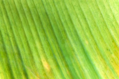 Muz yaprak kadar kapatın