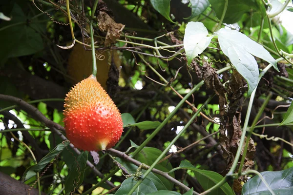 Momordica cochinchinchinensis fruta —  Fotos de Stock