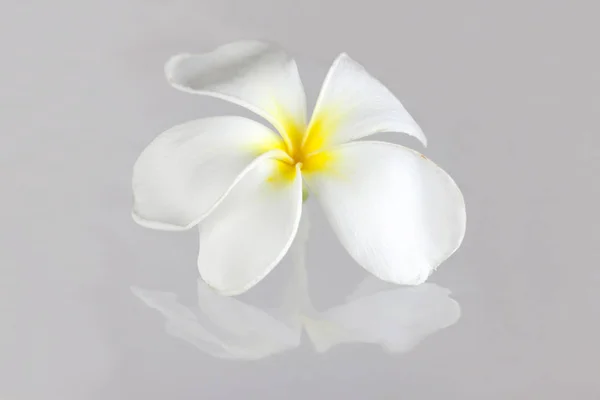 Plumeria Pudica flower — Φωτογραφία Αρχείου