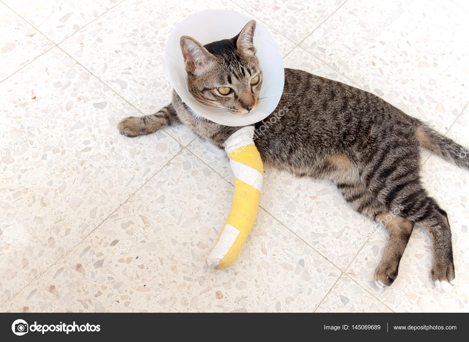 Broken leg splint cat — Stock Photo © PeachLoveU #145069689