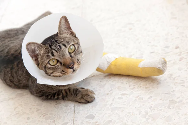 Quebrado perna tala gato — Fotografia de Stock