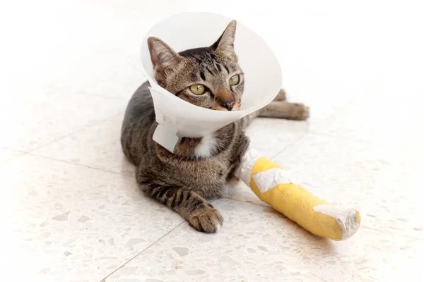 Kırık bacak ateli kedi — Stok fotoğraf