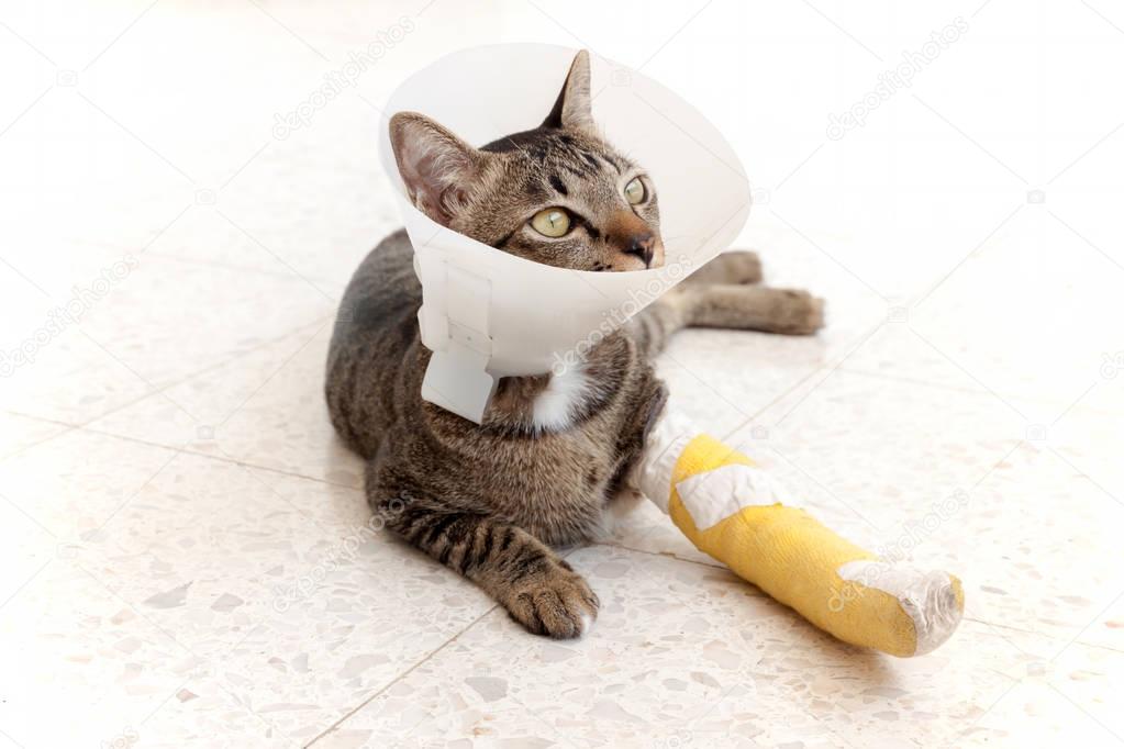 Broken leg splint cat — Stock Photo © PeachLoveU 145069505