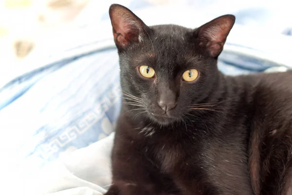 Schwarze Katzen blicken ins Gesicht — Stockfoto