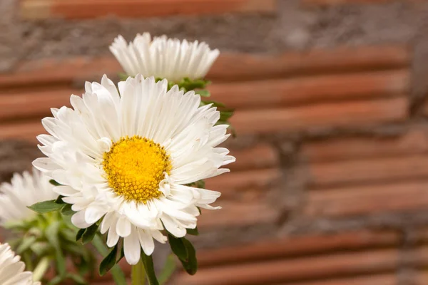 Поле ромашки белый цветок — стоковое фото