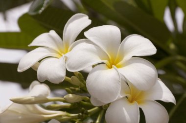 Yaz aylarında Plumeria çiçek
