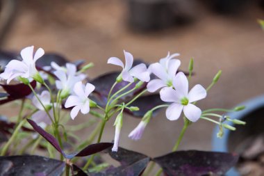 Oxalis veya Hint park çiçekleri