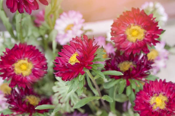 Flores de gerberas coloridas margarita — Foto de Stock