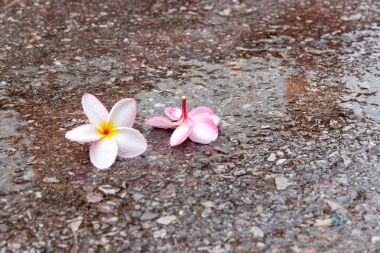 Yağmur mevsimi Plumeria çiçek