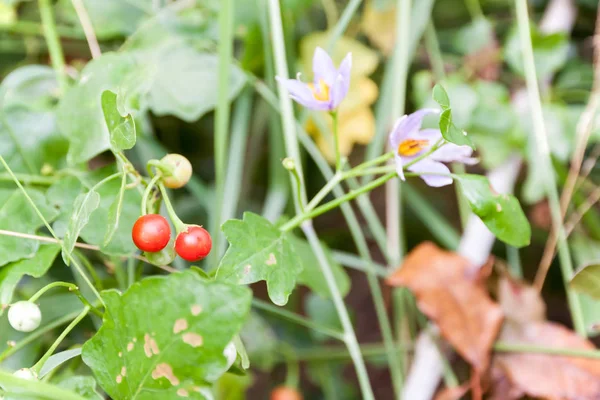 Solanum indicum Трав'яні дерева та фрукти — стокове фото