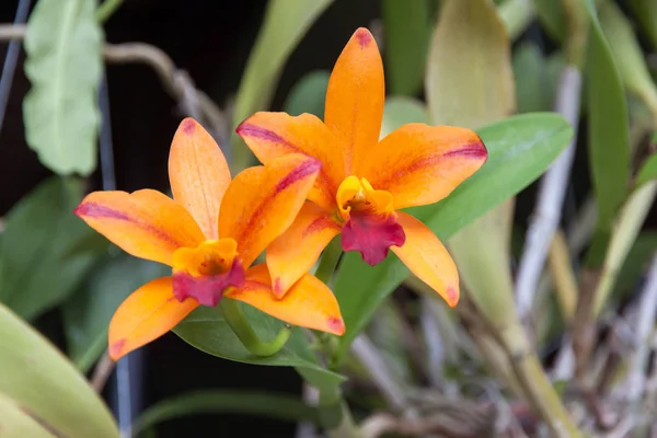 Orchid orange flowers — Stock Photo, Image