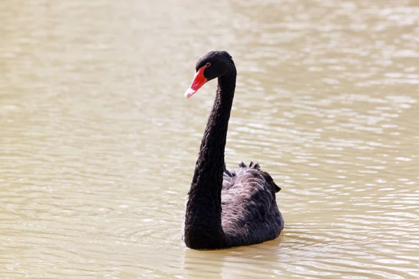Nero Swan nuotare — Foto Stock