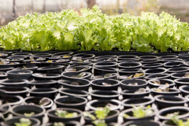 hydroponic sebze salatası 
