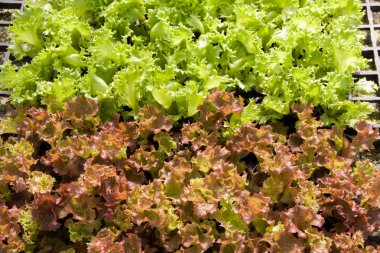 hydroponic sebze salatası 