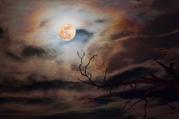 Full moon in dark sky background a silhouette and dry dead trees