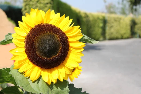 Cerrar un girasol — Foto de Stock