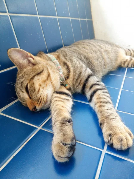 Кот спит на голубой плитке — стоковое фото