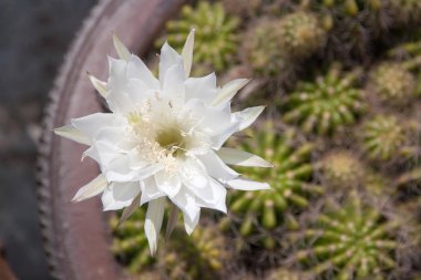 çiçek beyaz kaktüs