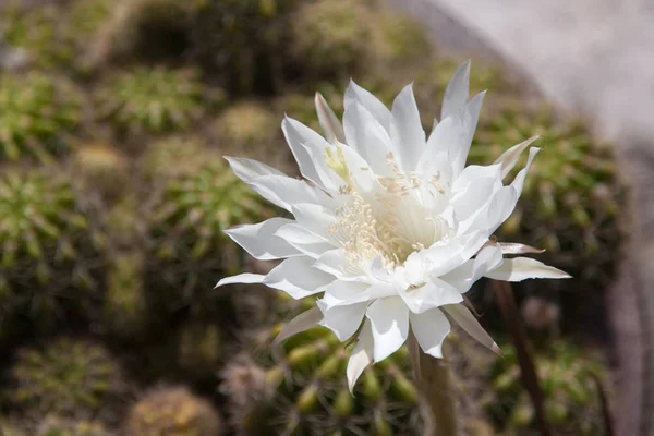 Flower white cactus — Stock Photo, Image