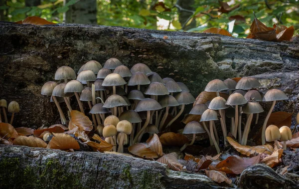Mushrooms Autumn Different Colors Shapes — ストック写真