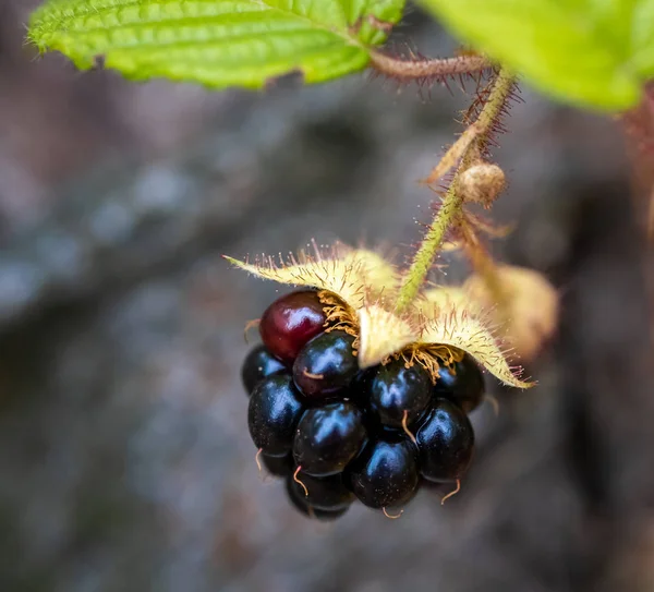 Herbst Ist Nicht Nur Gelbes Laub Auch Brombeeren Blumen Und — Stockfoto