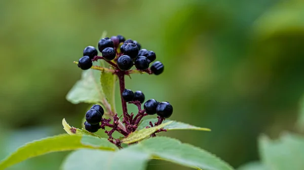 Otoño Solo Hojas Amarillas Moras Flores Arándanos También Pueden Ver — Foto de Stock