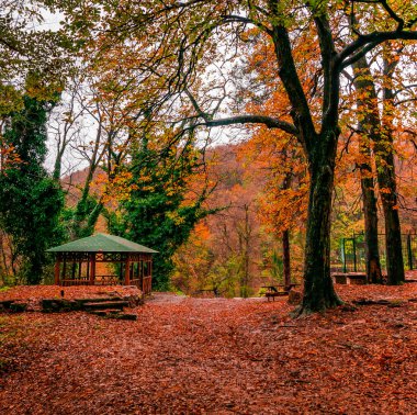 Sonbaharın farklı yüzleri