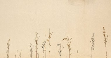 Önündeki çimento bitkileri ve eski tahtalardan yapılmış duvar. 