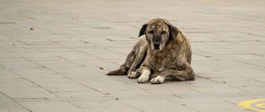 Sokak köpeği kaldırıma uzanıyor.
