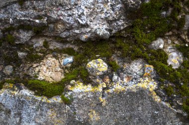 Çimento duvarı, kırılmış ve yosunla kaplanmış.