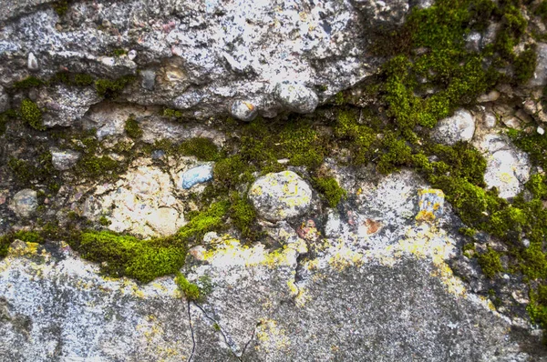 Çimento duvarı, kırılmış ve yosunla kaplanmış. — Stok fotoğraf