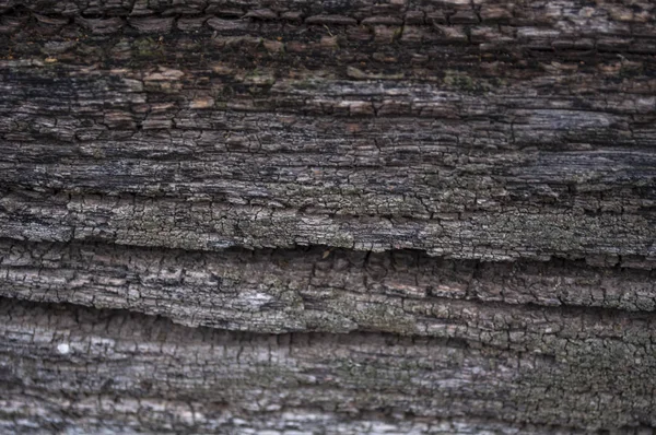 Velhas barras de madeira antigas com textura de musgo — Fotografia de Stock