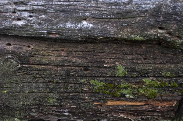 Antiguas barras de madera antiguas con textura de musgo — Foto de Stock