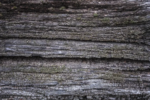 Alte Holzstäbe mit Moos-Textur — Stockfoto