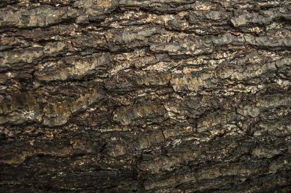 Alder bark — Stock Photo, Image