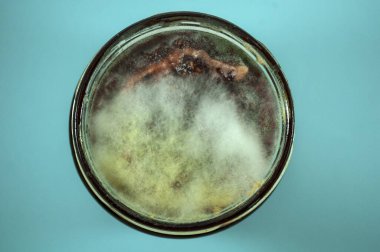 Reçel üzerine beyaz ve gri küf